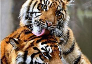 Союз двух Тигров