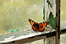 Бабочка зимой