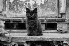 Черная кошка на пороге