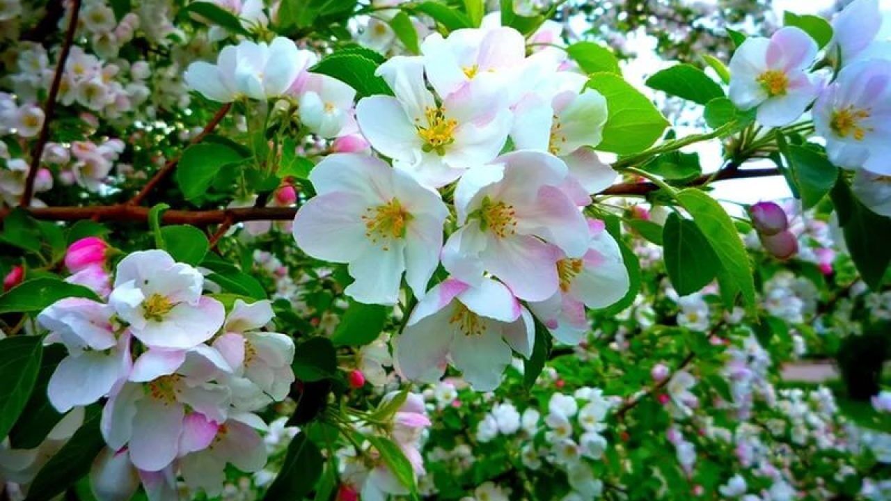 дерево яблоня цветет фото