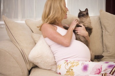 Беременность и кошки