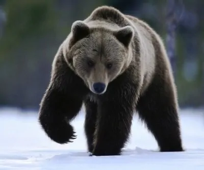 Медведь для славян