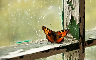 Бабочка зимой